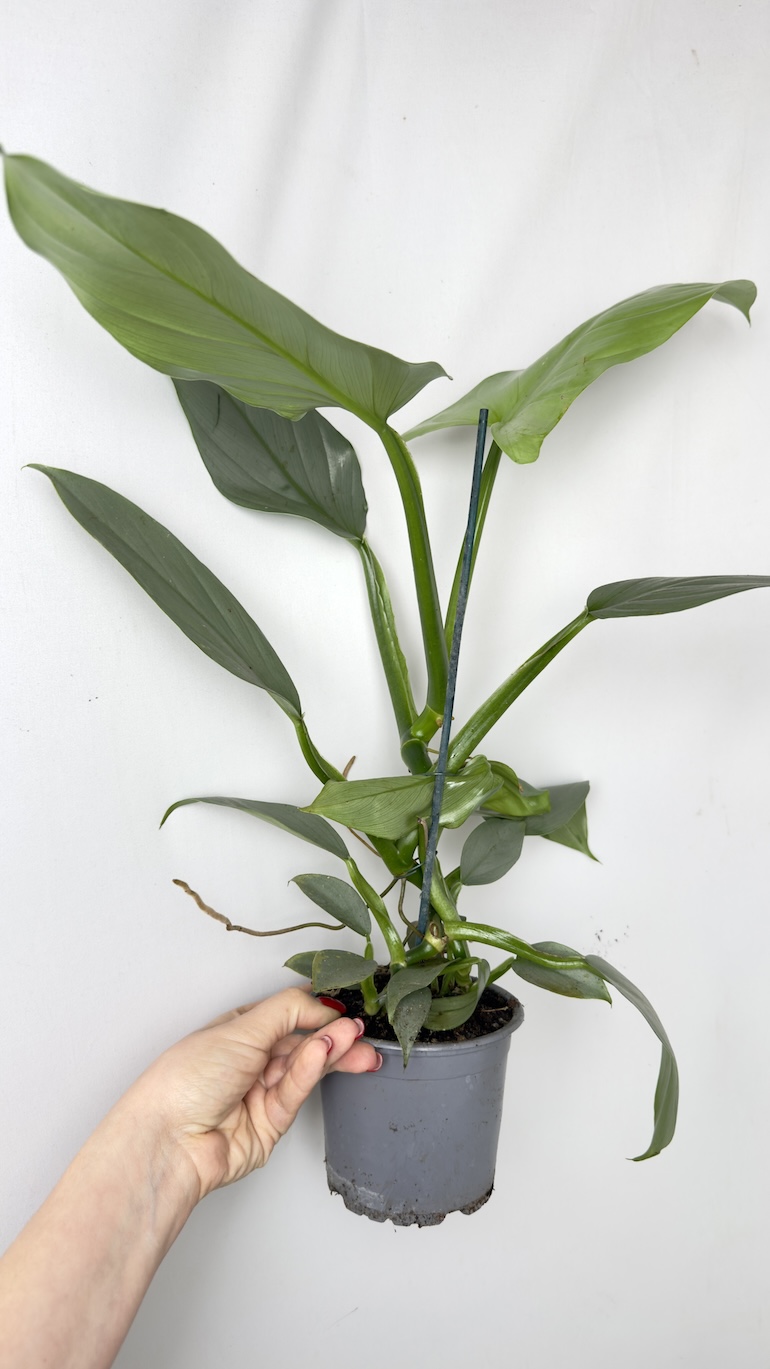 Philodendron Grey