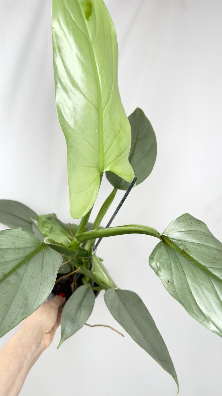 Philodendron Grey