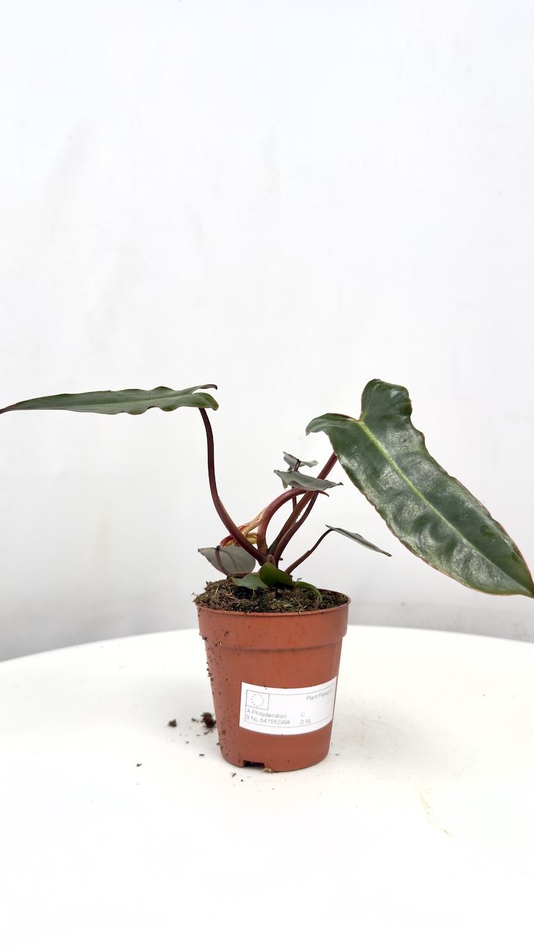 Philodendron Billietiae