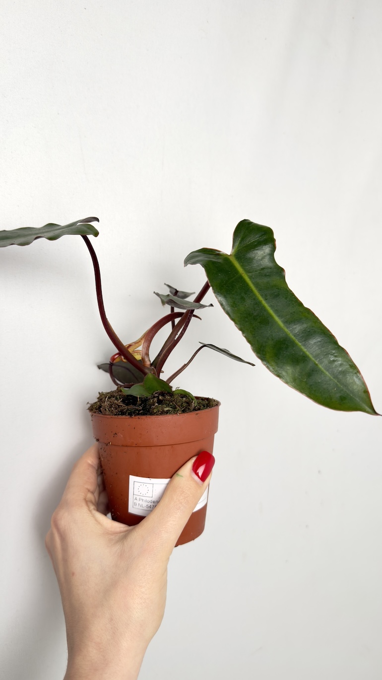 Philodendron Billietiae