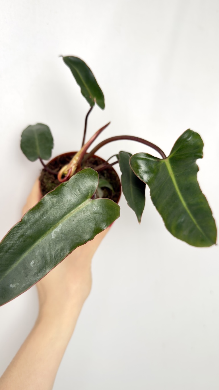 Philodendron Billietiae