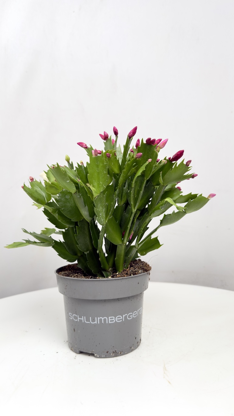 Schlumbergera grudnik dwukolorowy