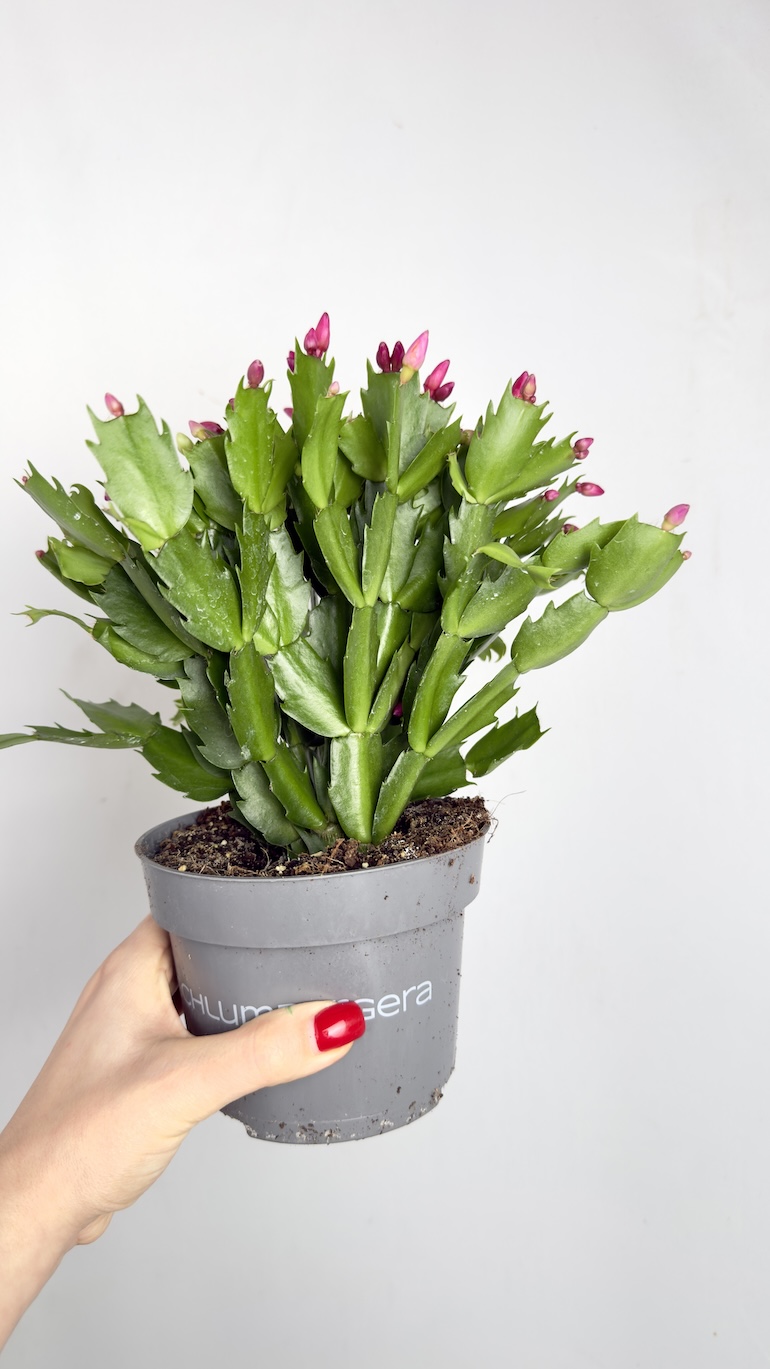 Schlumbergera grudnik dwukolorowy