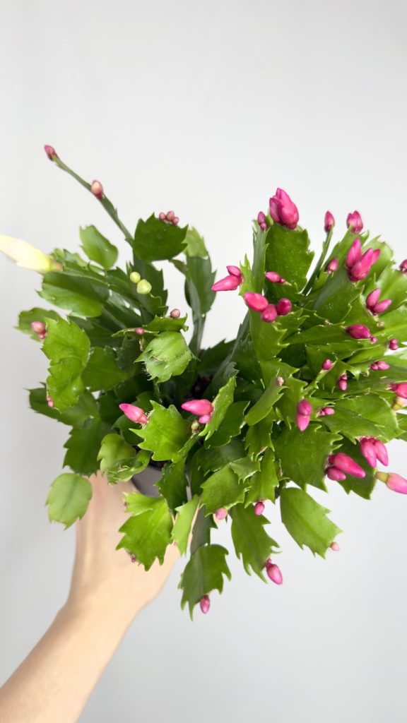 Schlumbergera grudnik dwukolorowy