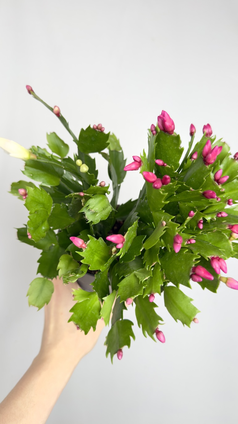 Schlumbergera grudnik dwukolorowy