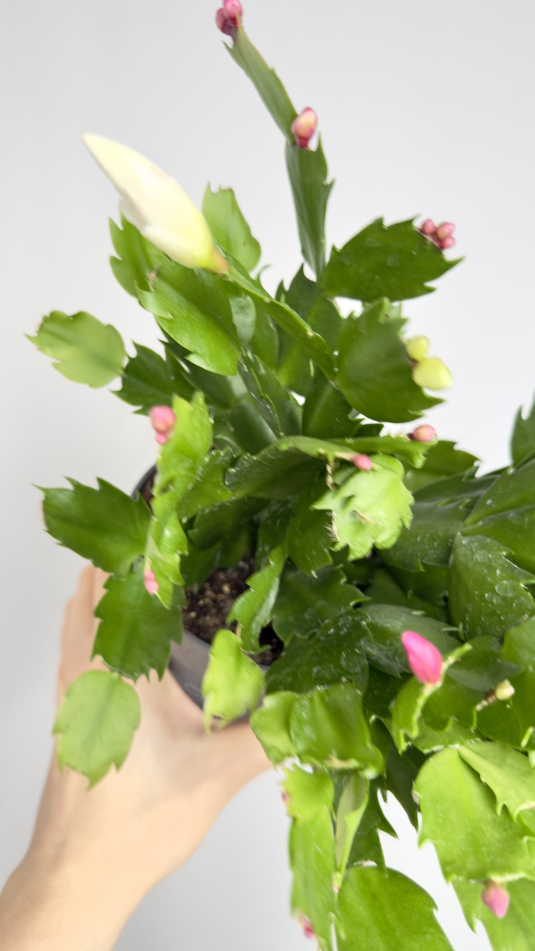 Schlumbergera grudnik dwukolorowy