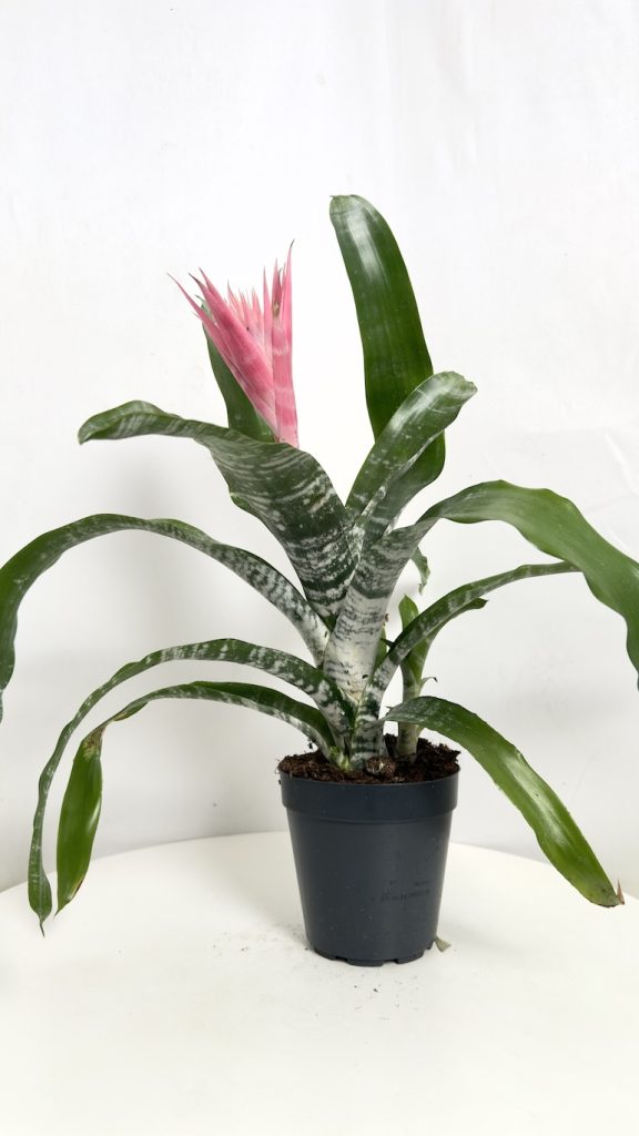 Aechmea