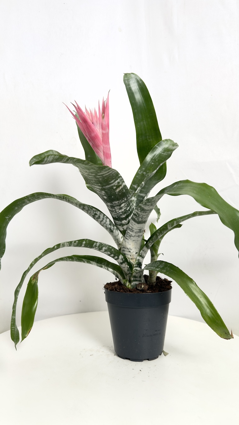 Aechmea & ananas czerwono-różowe kwiaty