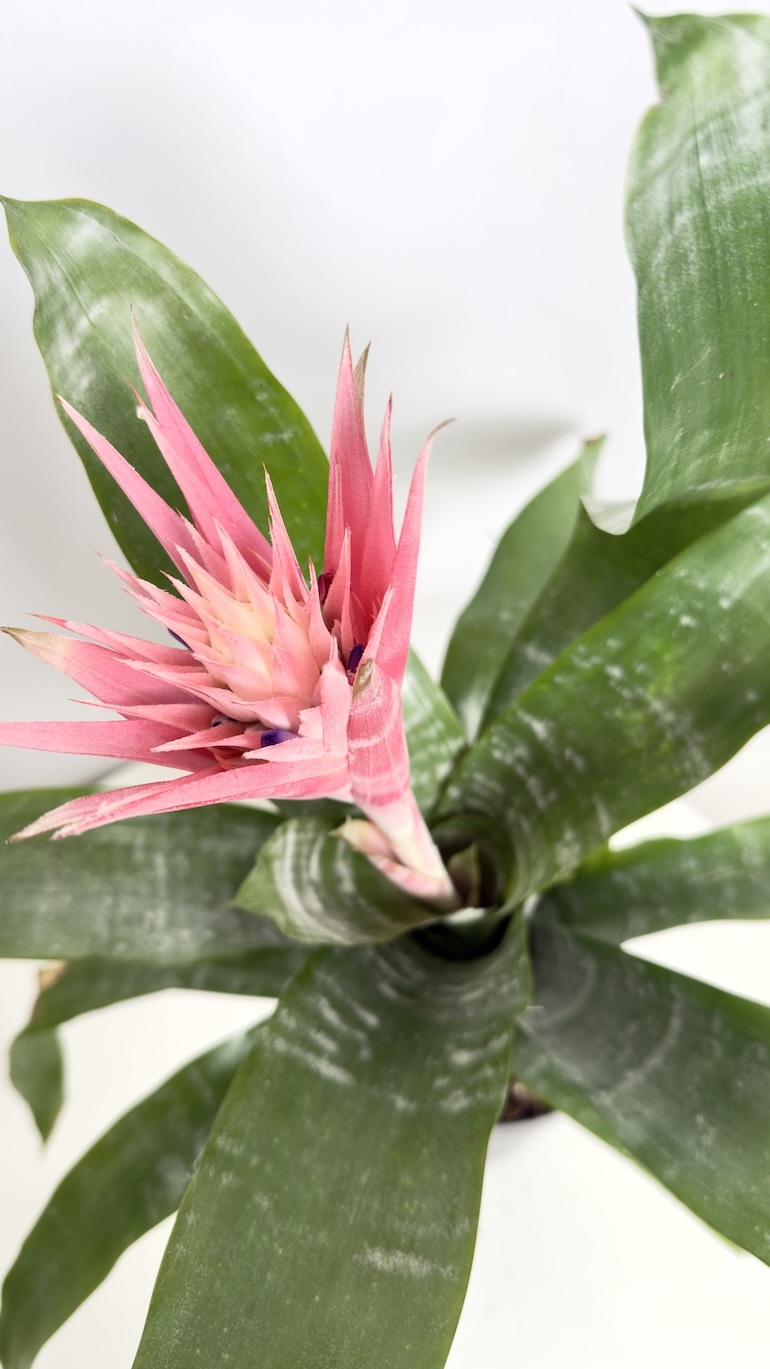 Aechmea & ananas czerwono-różowe kwiaty