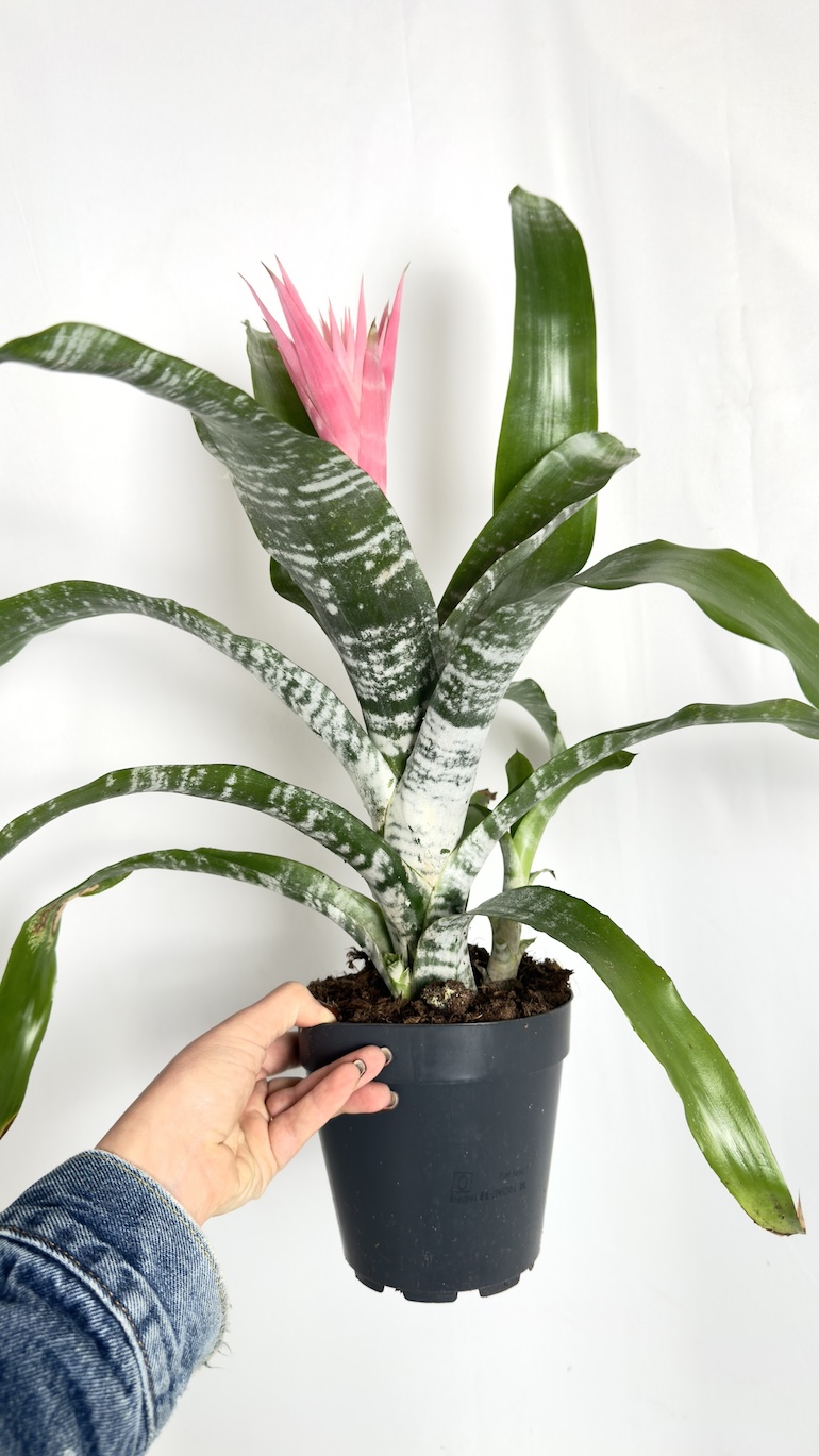 Aechmea & ananas czerwono-różowe kwiaty