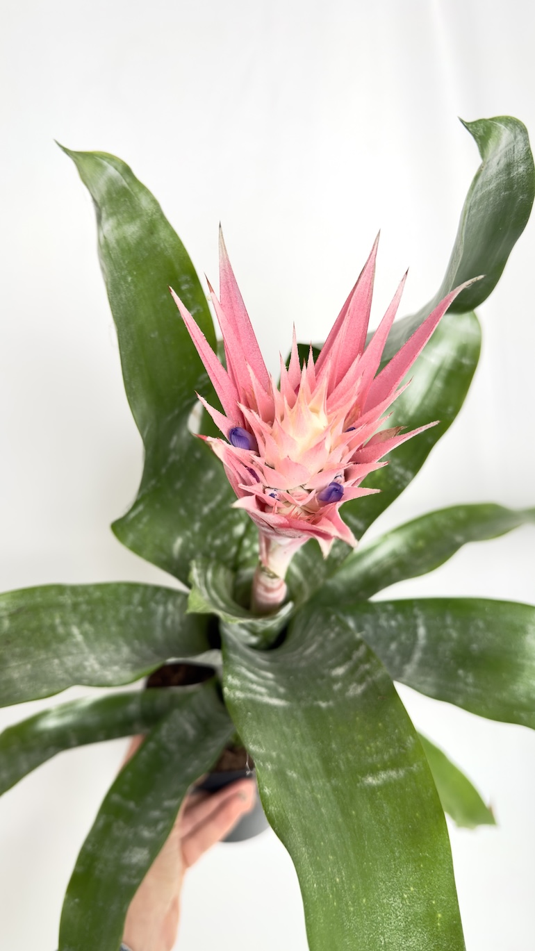 Aechmea & ananas czerwono-różowe kwiaty