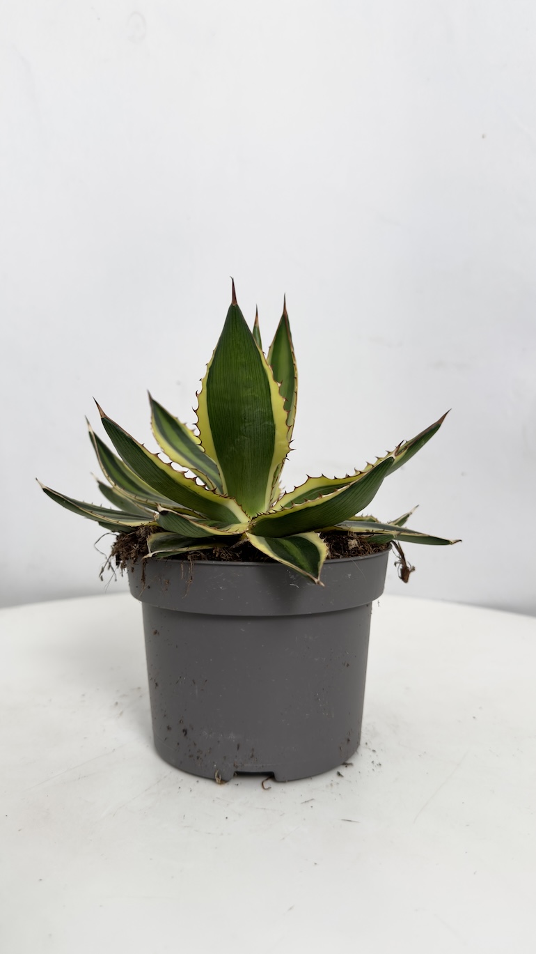 Agave Quadricolor