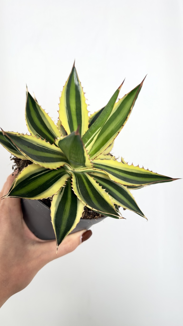 Agave Quadricolor