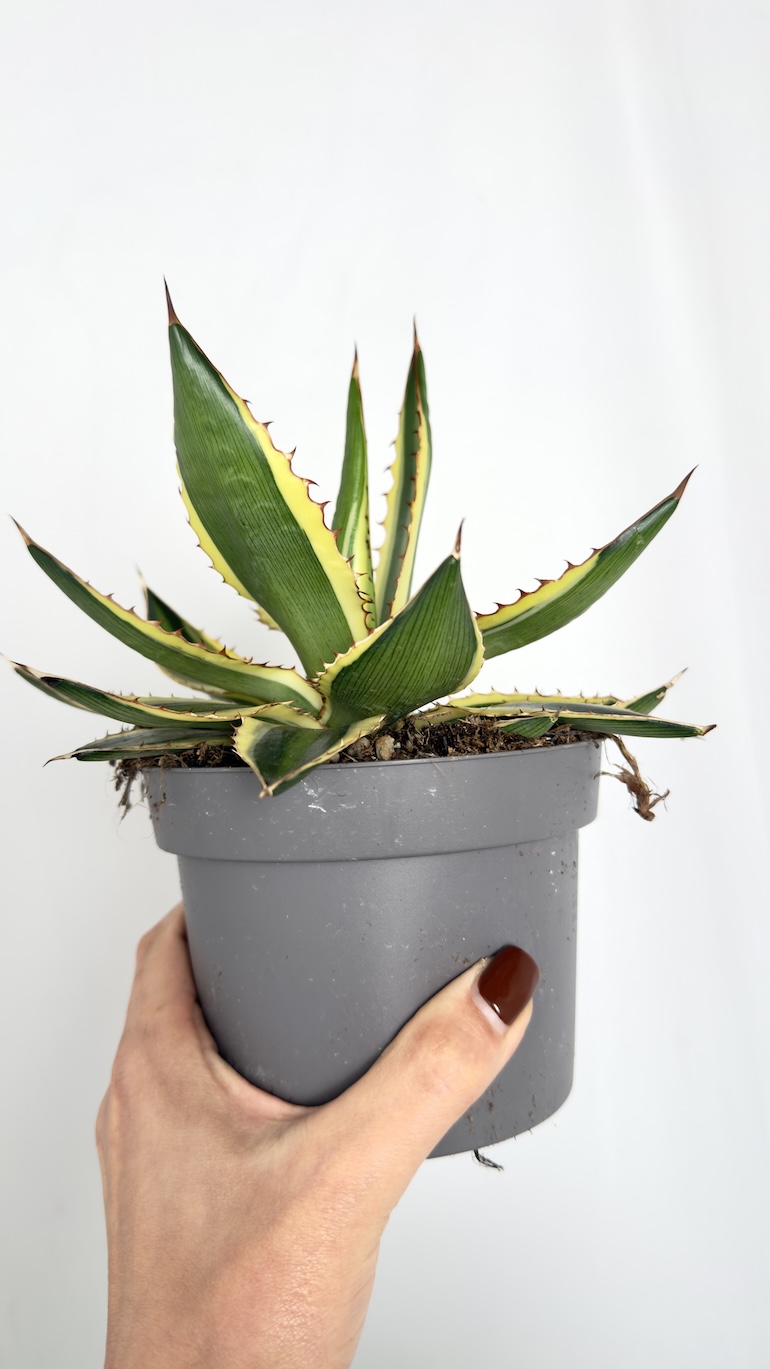 Agave Quadricolor