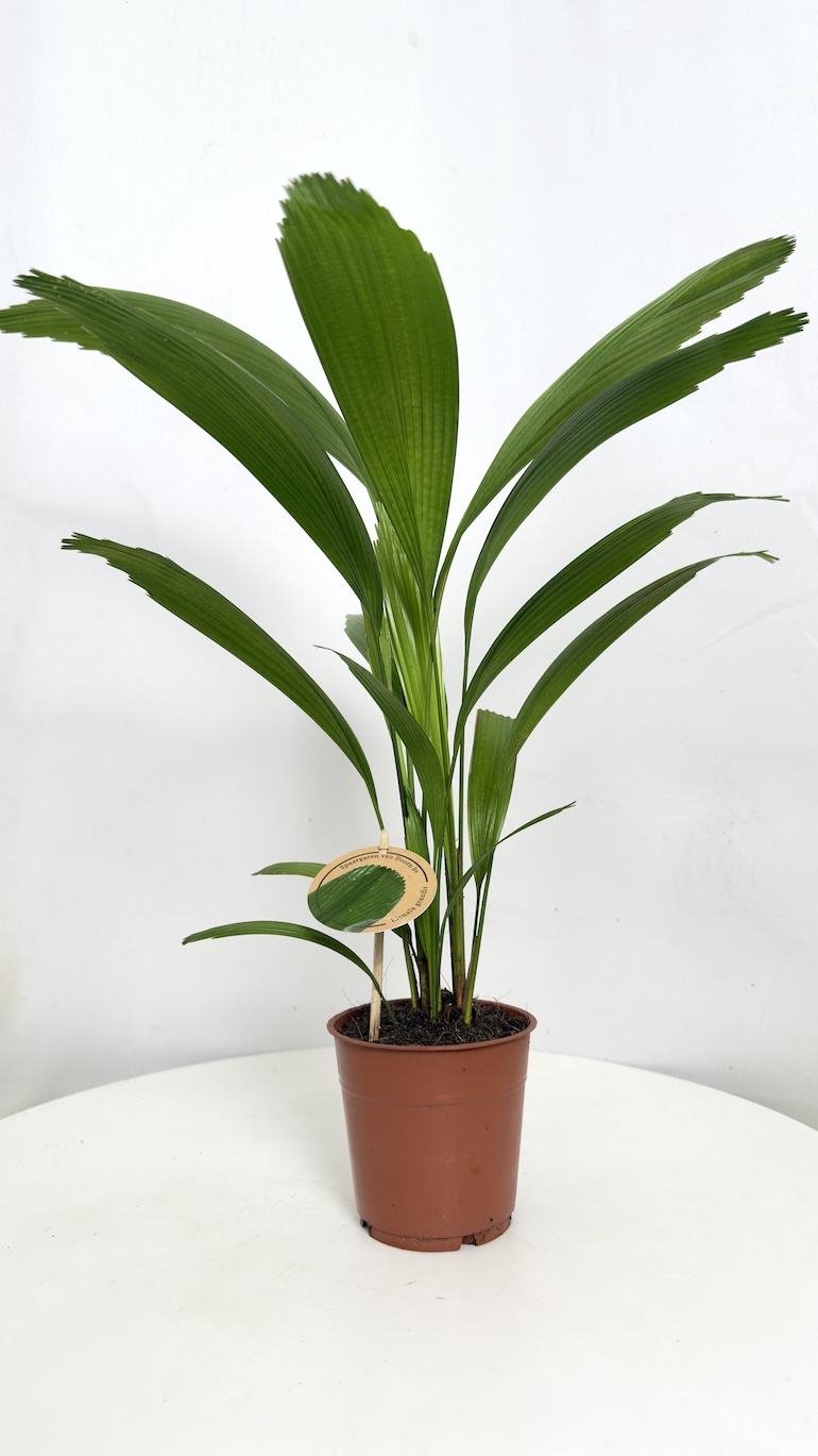 Licuala Grandis
