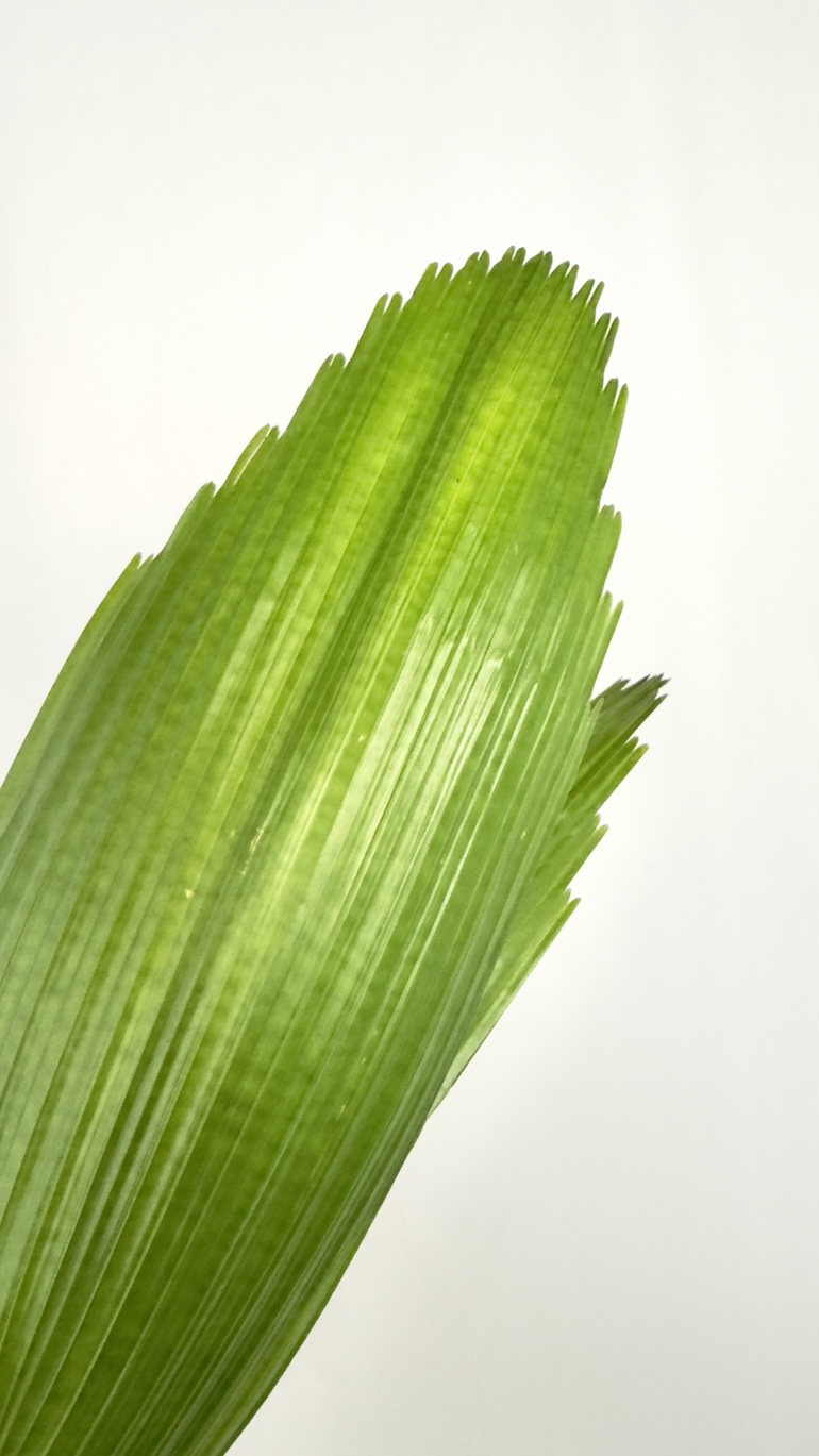 Licuala Grandis