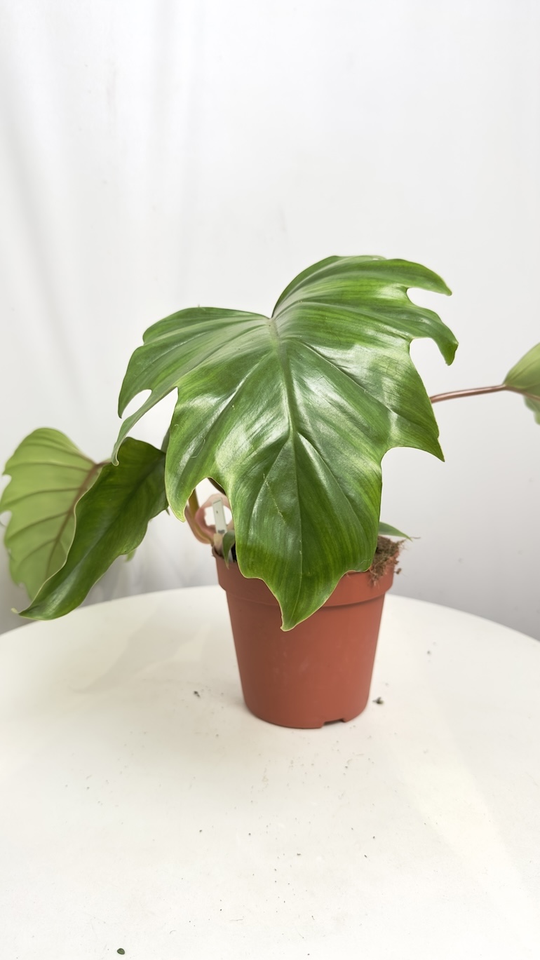 Philodendron Mayoi