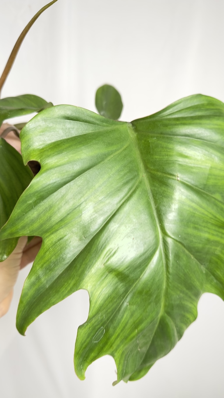 Philodendron Mayoi