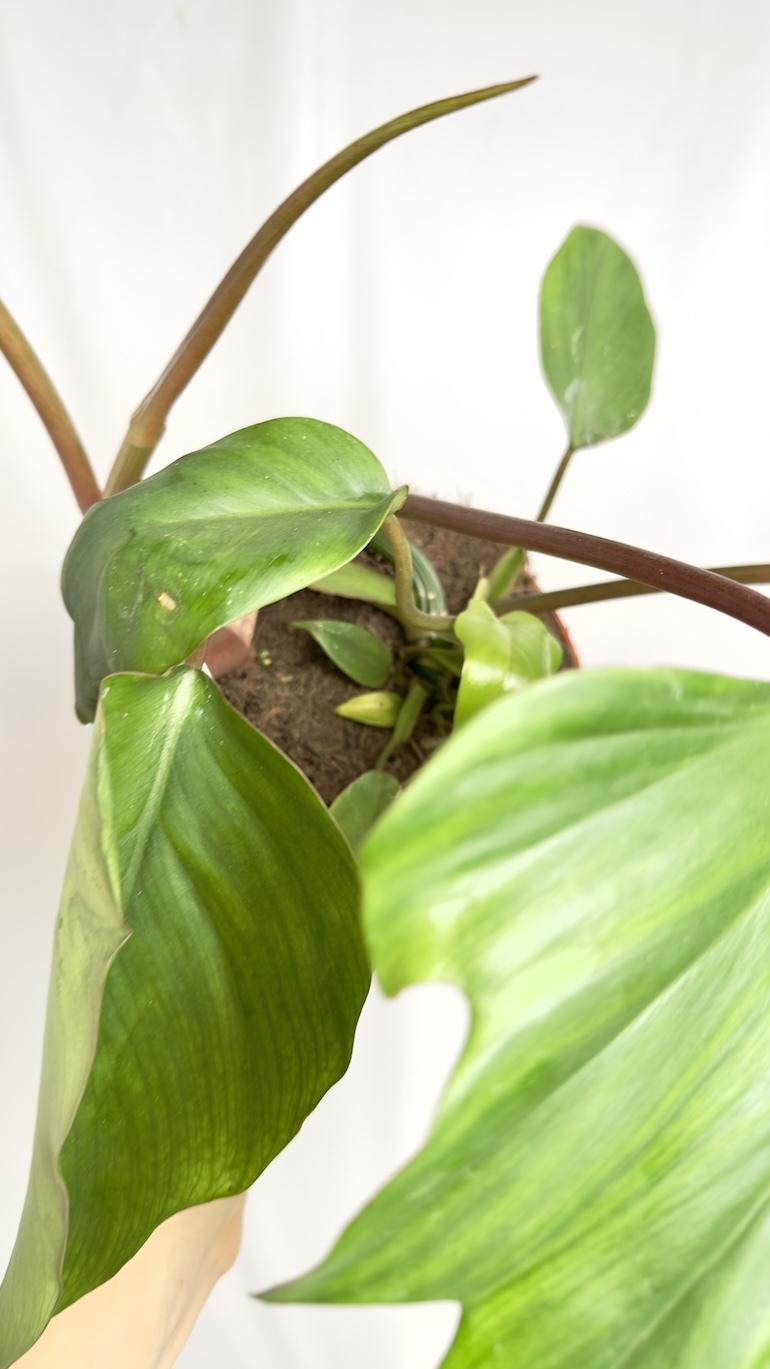 Philodendron Mayoi