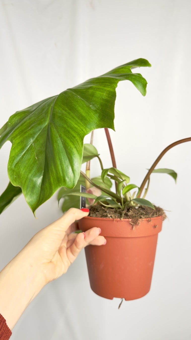 Philodendron Mayoi
