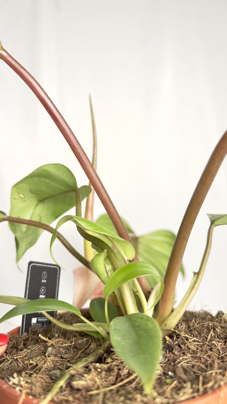 Philodendron Mayoi