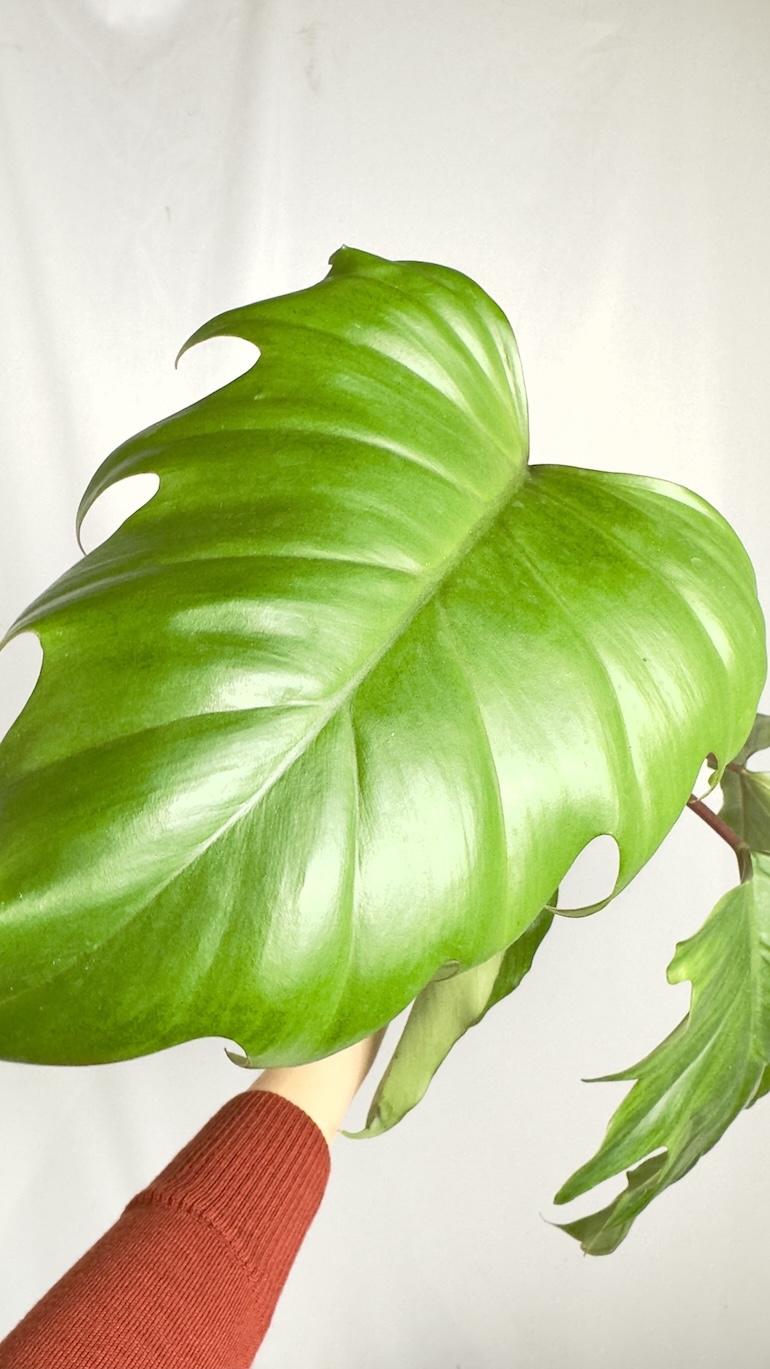 Philodendron Mayoi