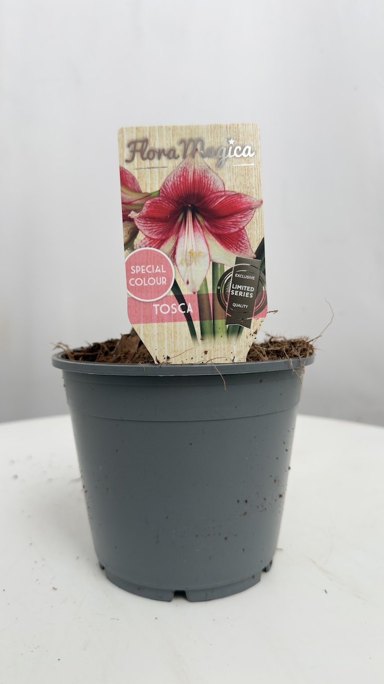 Amarylis Tosca