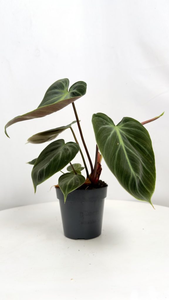 Philodendron El choco red