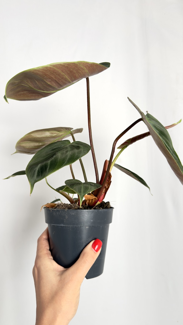 Philodendron El Choco Red
