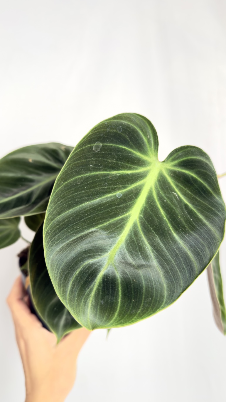 Philodendron El Choco Red