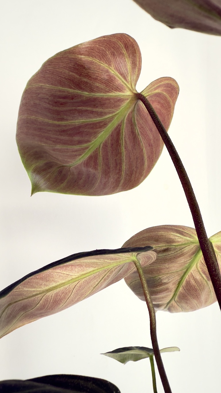 Philodendron El Choco Red
