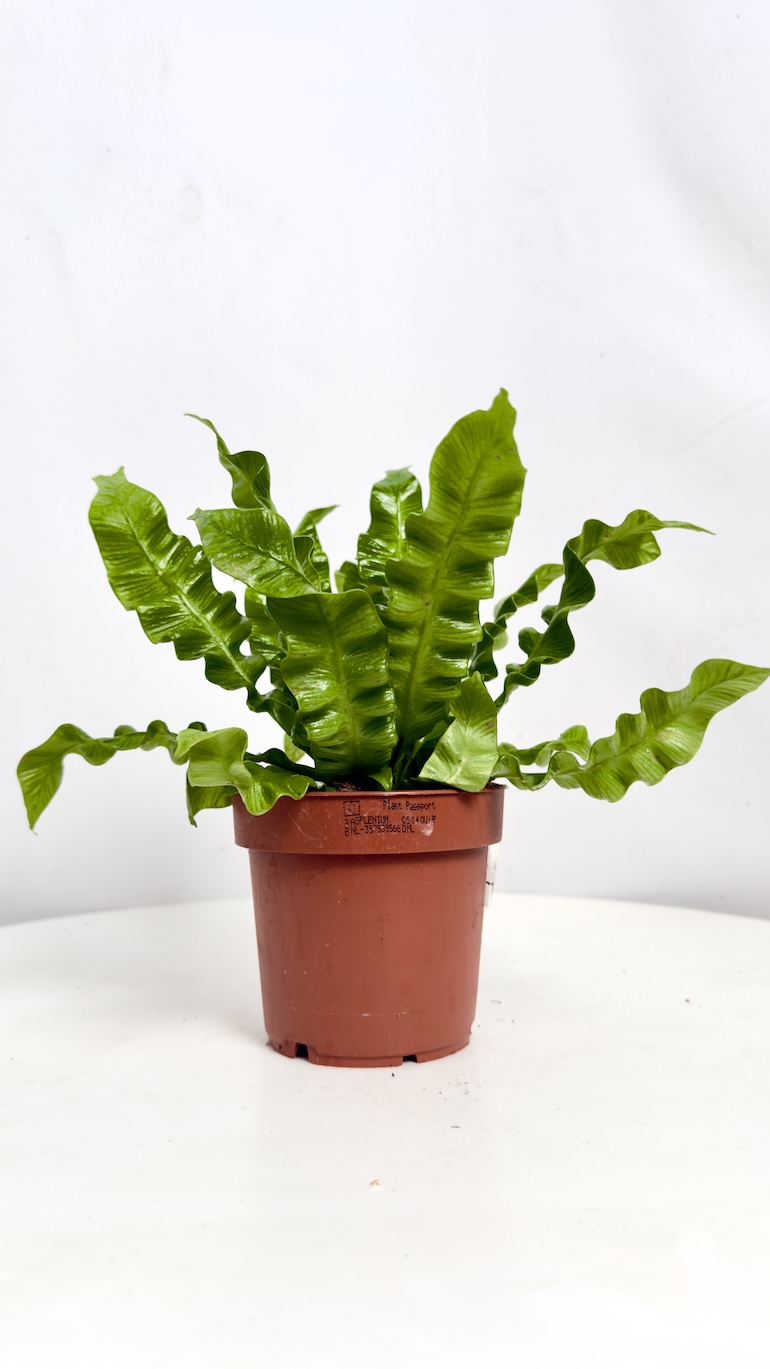 Asplenium Crispy Wave