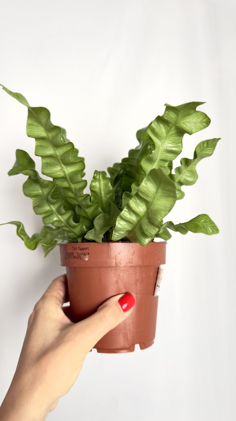 Asplenium Crispy Wave