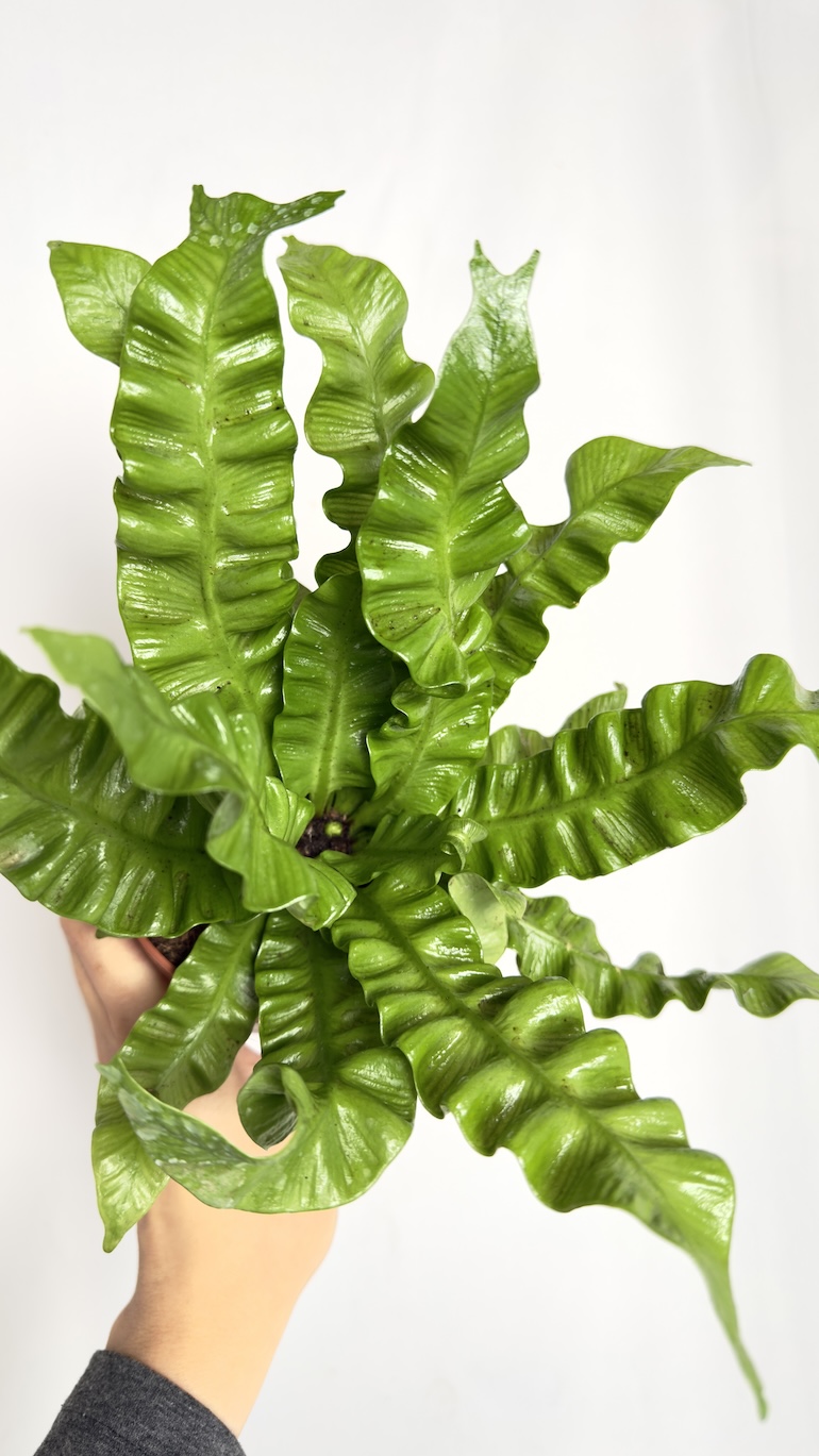 Asplenium Crispy Wave