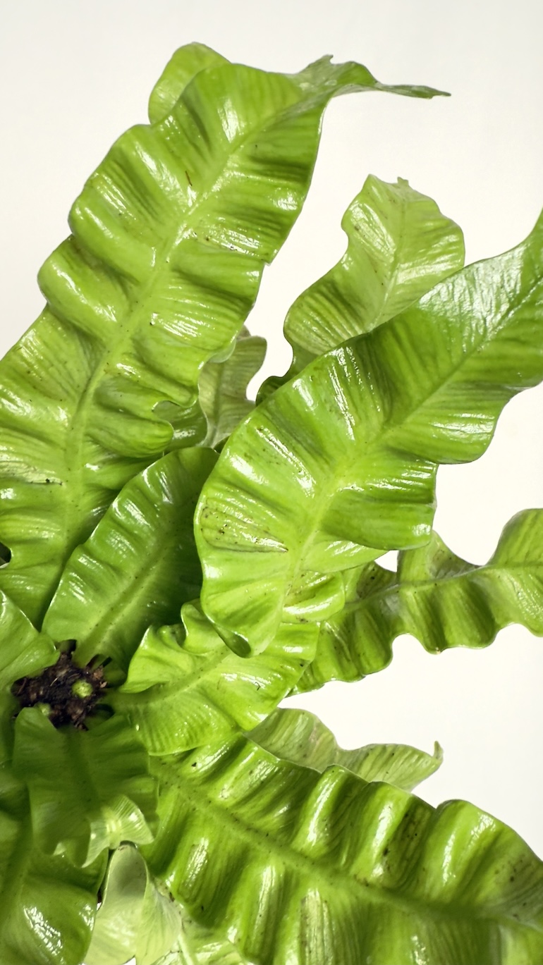 Asplenium Crispy Wave