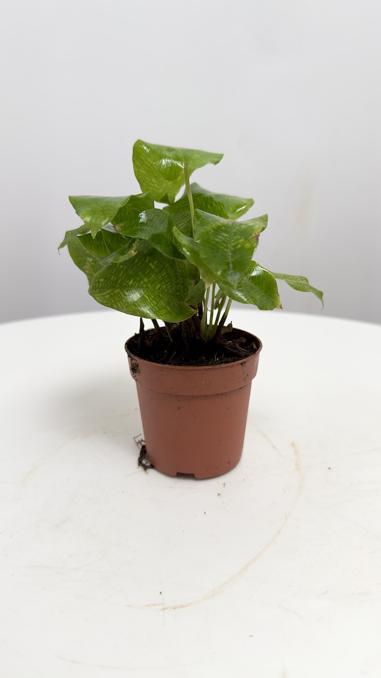 Calathea Network Kalatea Bezpieczna dla KOTA