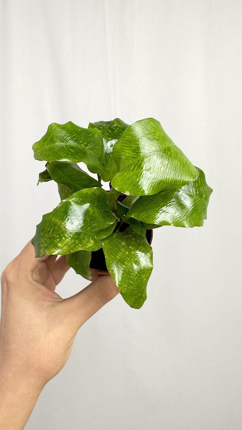 Calathea Network Kalatea Bezpieczna dla KOTA