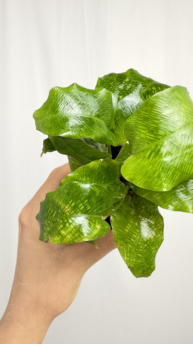 Calathea Network Kalatea Bezpieczna dla KOTA