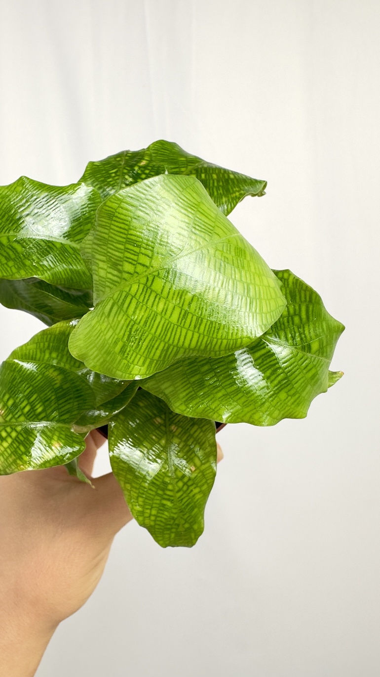 Calathea Network Kalatea Bezpieczna dla KOTA