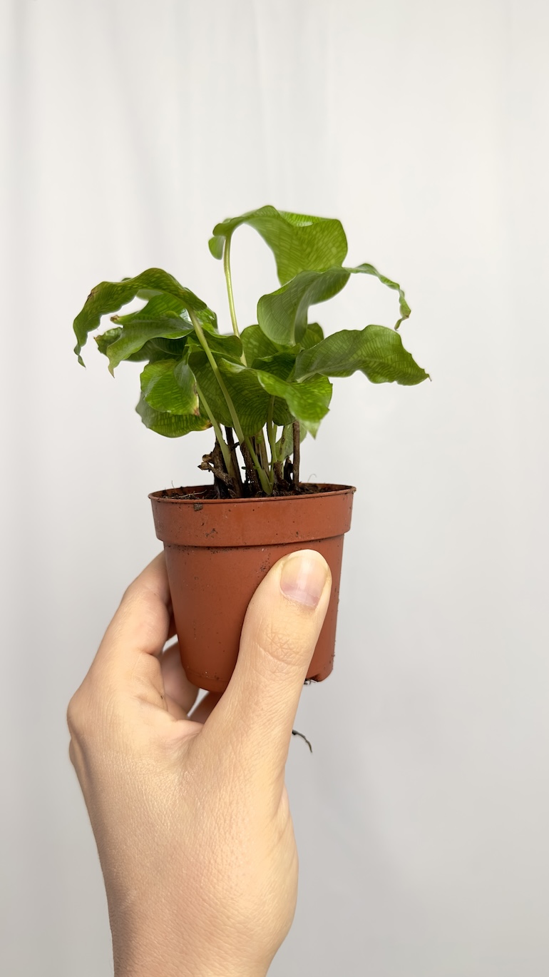 Calathea Network Kalatea Bezpieczna dla KOTA