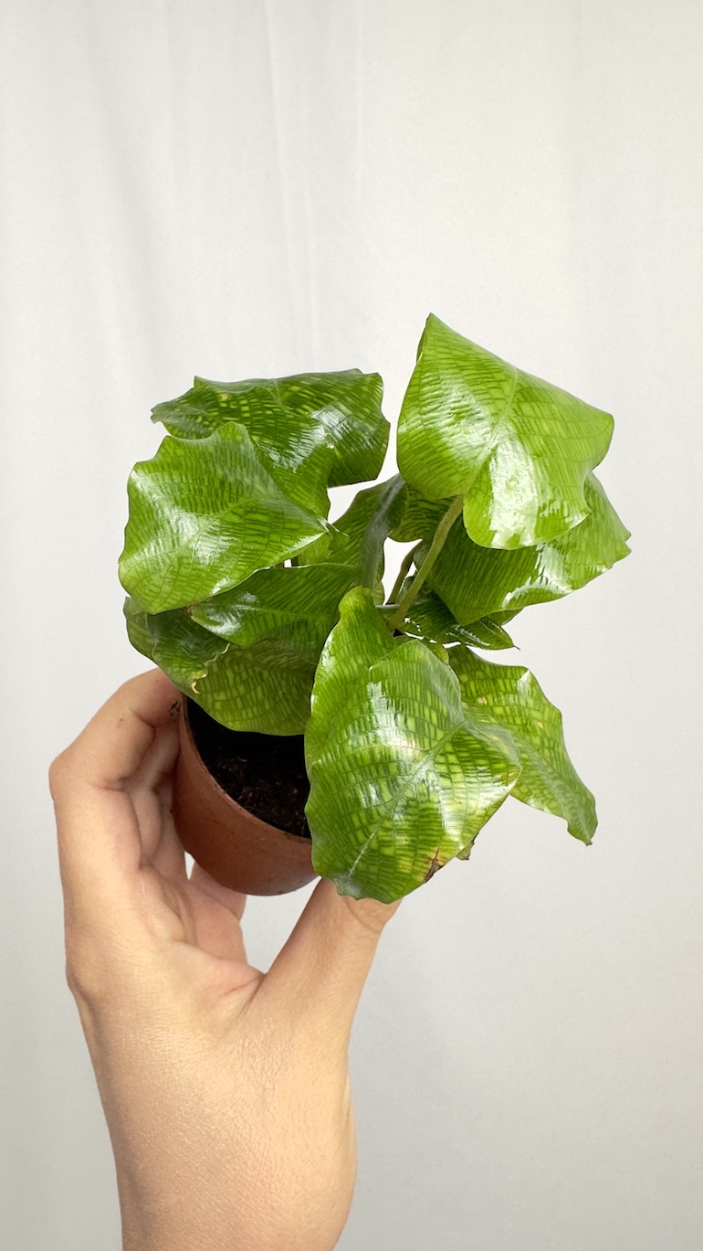 Calathea Network Kalatea Bezpieczna dla KOTA