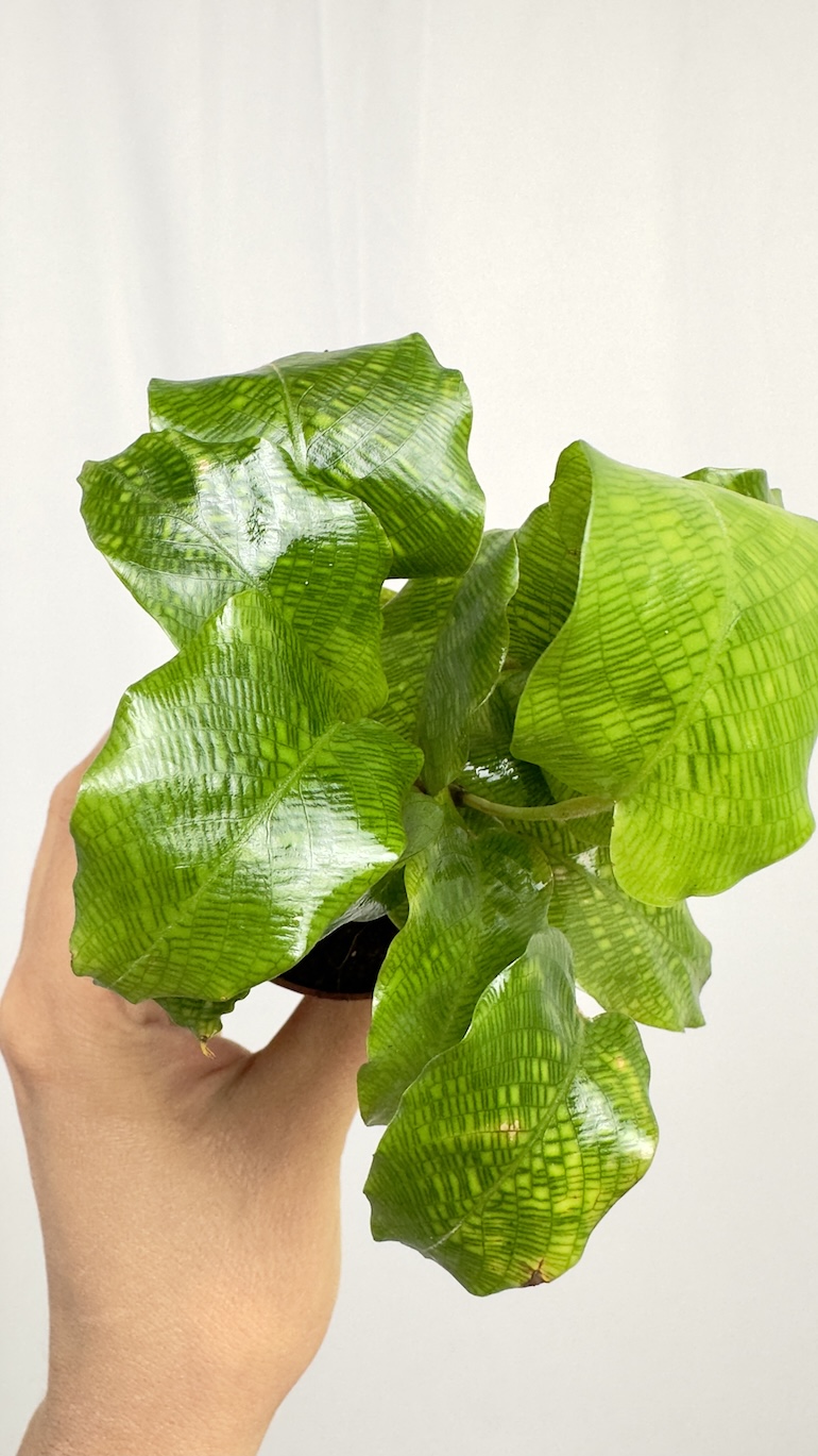 Calathea Network Kalatea Bezpieczna dla KOTA