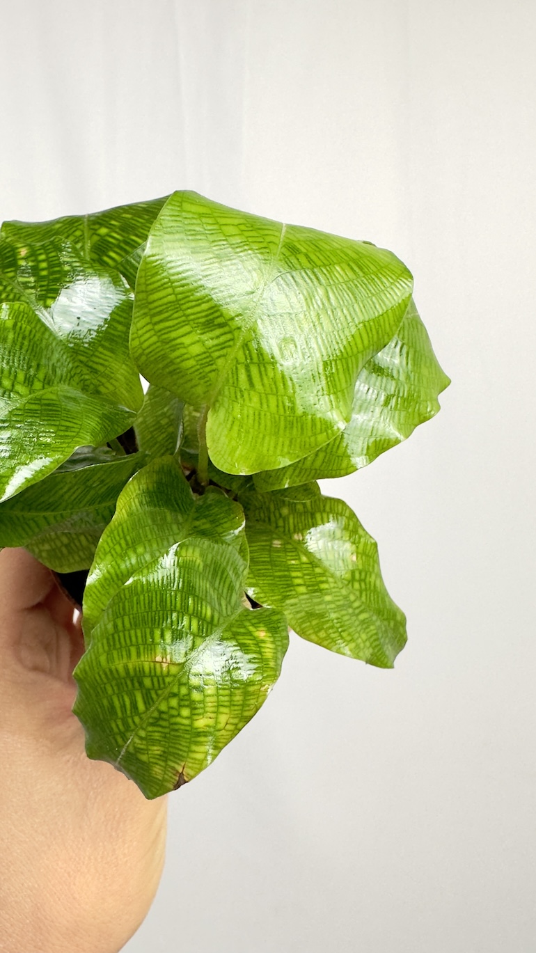 Calathea Network Kalatea Bezpieczna dla KOTA
