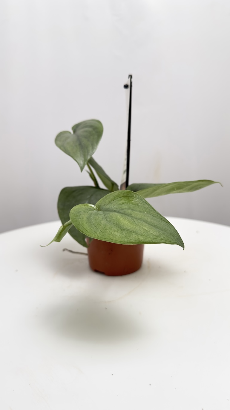 Philodendron Silver Hero | Sadzonka Cięta