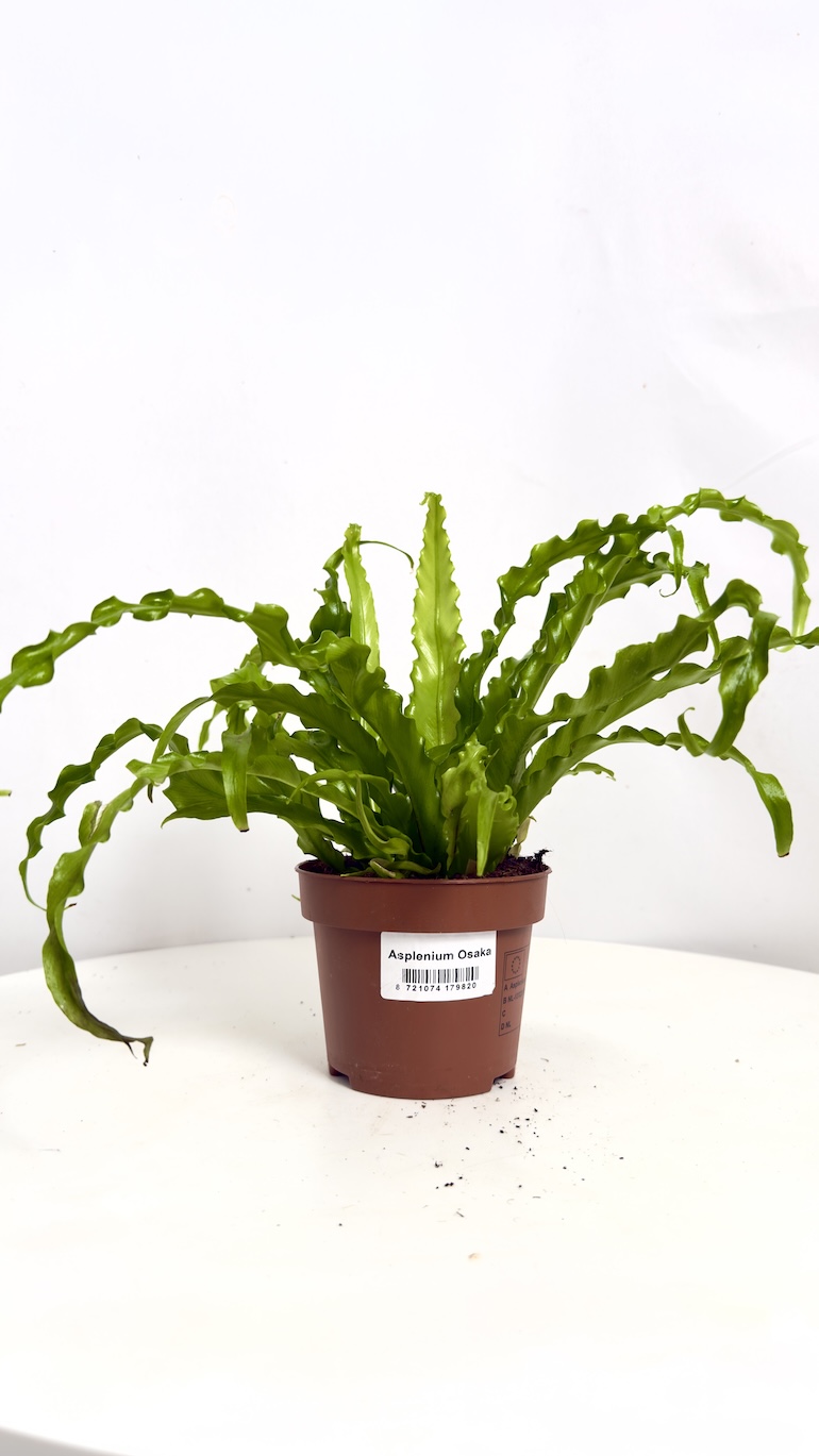 Asplenium Osaka