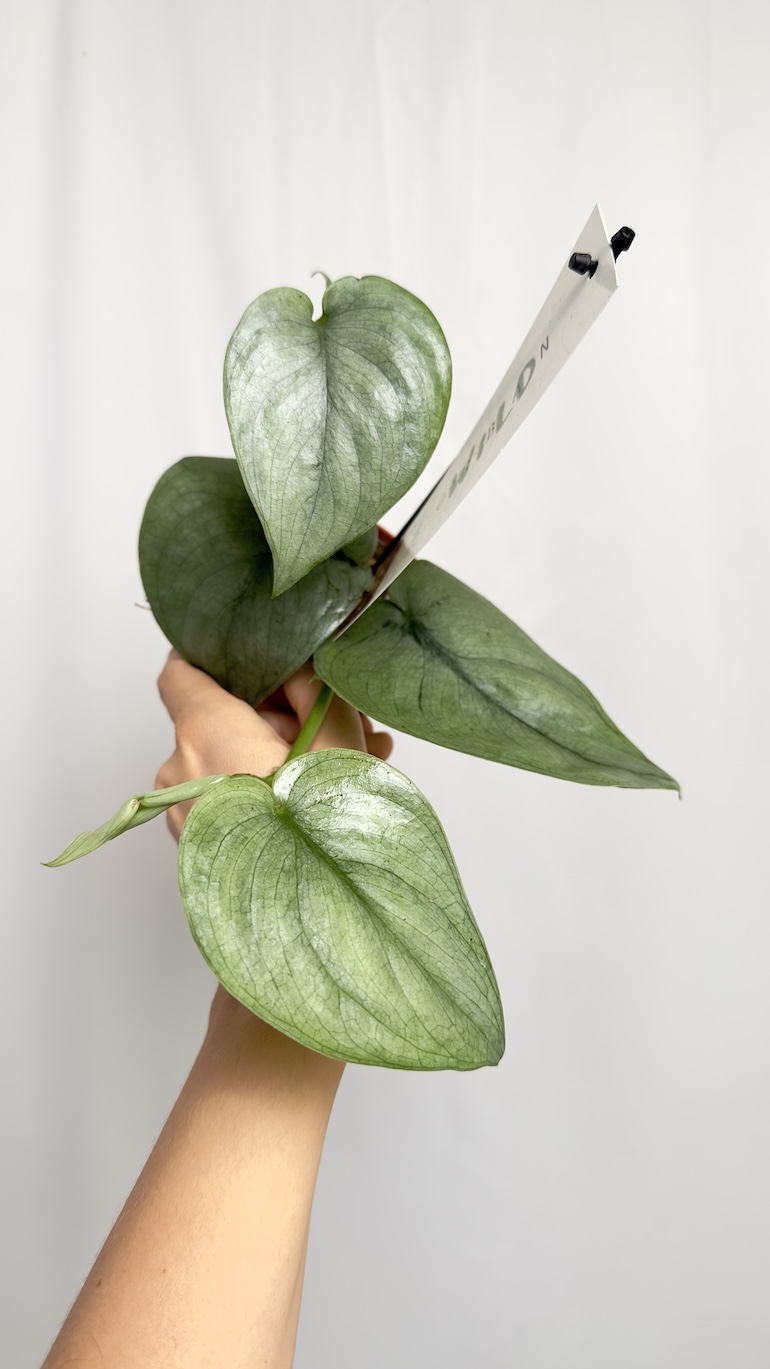 Philodendron Silver Hero | Sadzonka Cięta