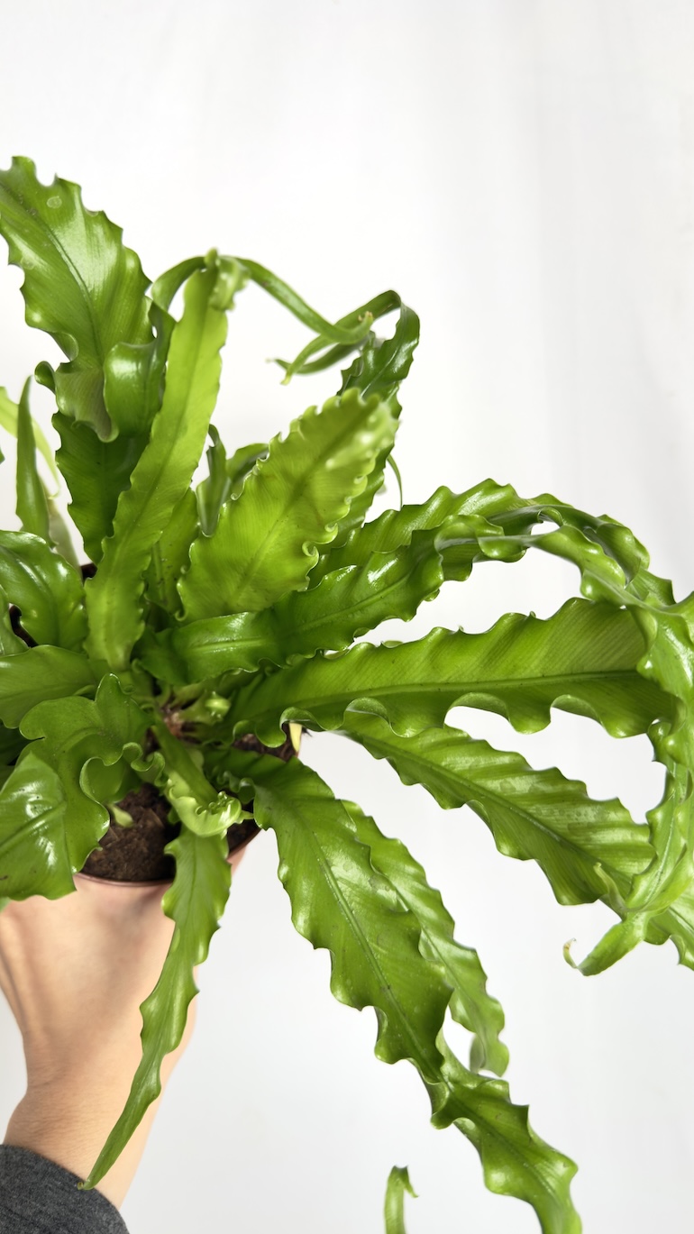 Asplenium Osaka