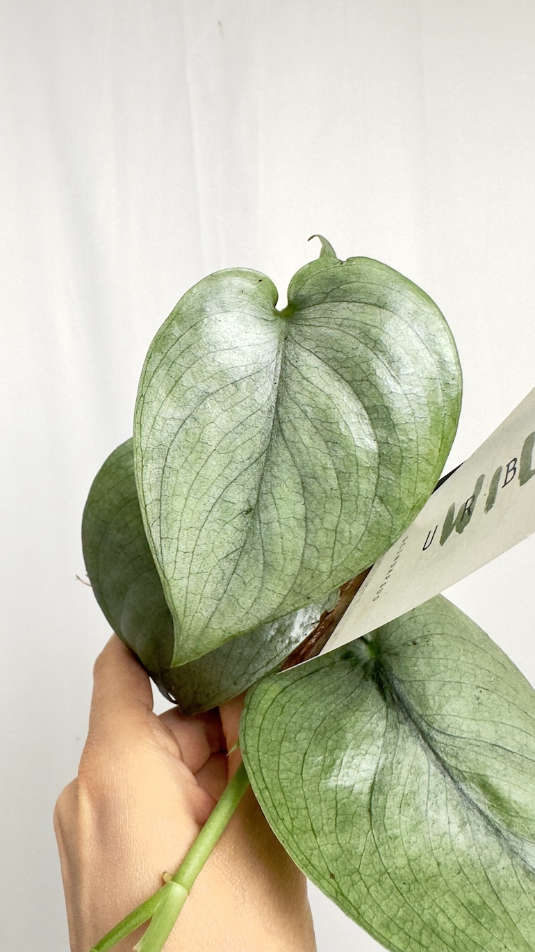 Philodendron Silver Hero | Sadzonka Cięta