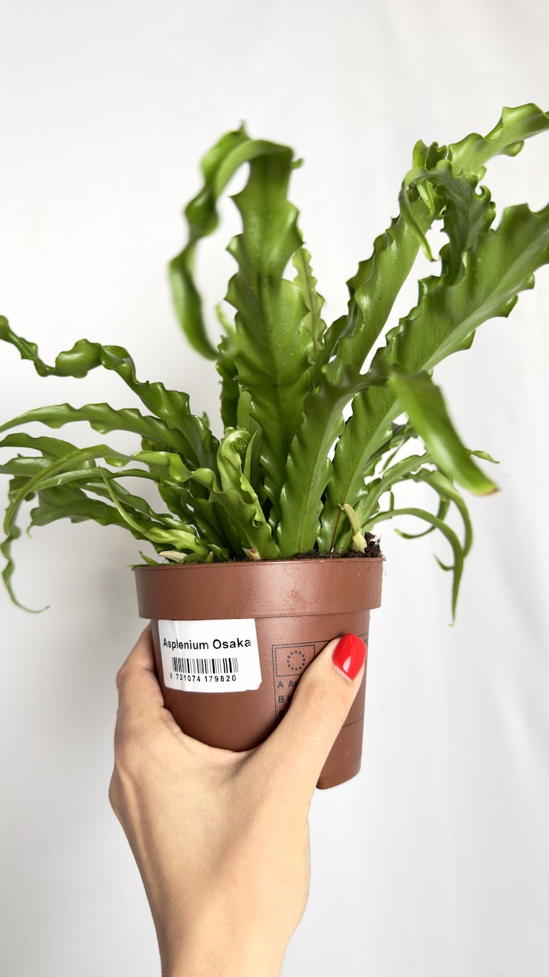 Asplenium Osaka