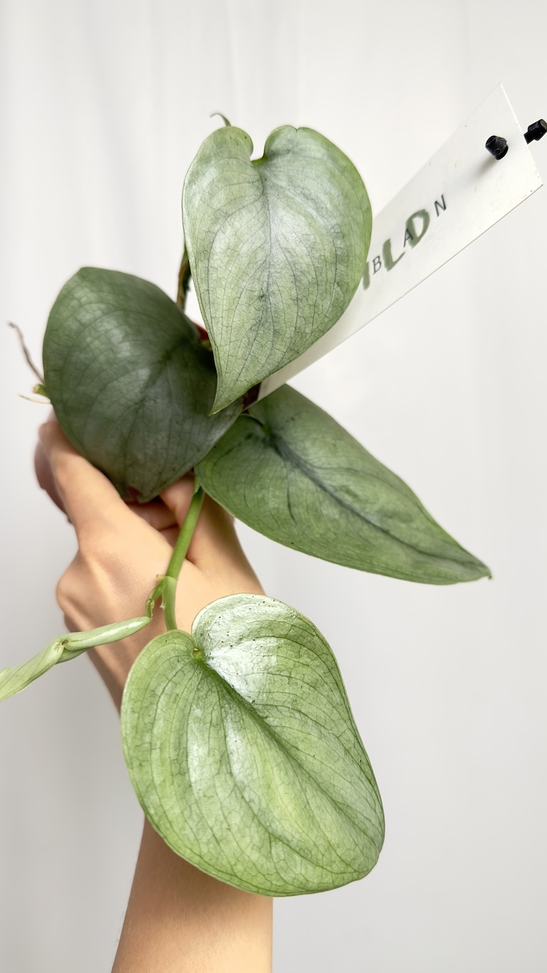 Philodendron Silver Hero | Sadzonka Cięta